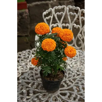 Organic Marigold Plant